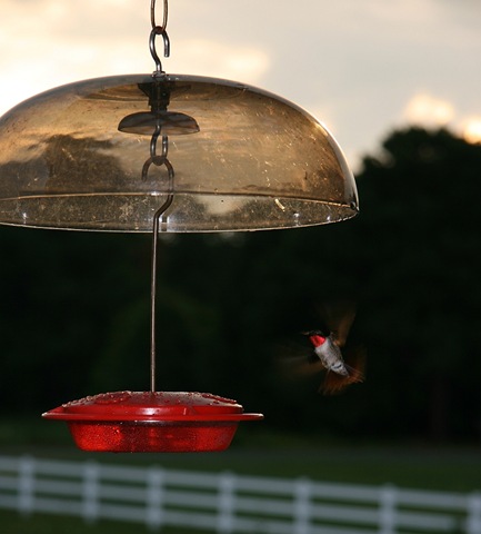 Birds 'n Such: August 2008
